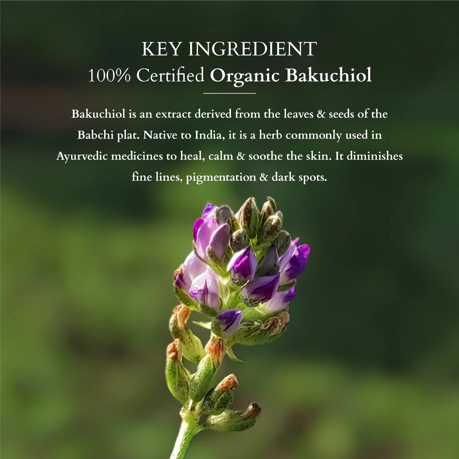 Bakuchiol Advanced Anti Ageing Duo - Image 2