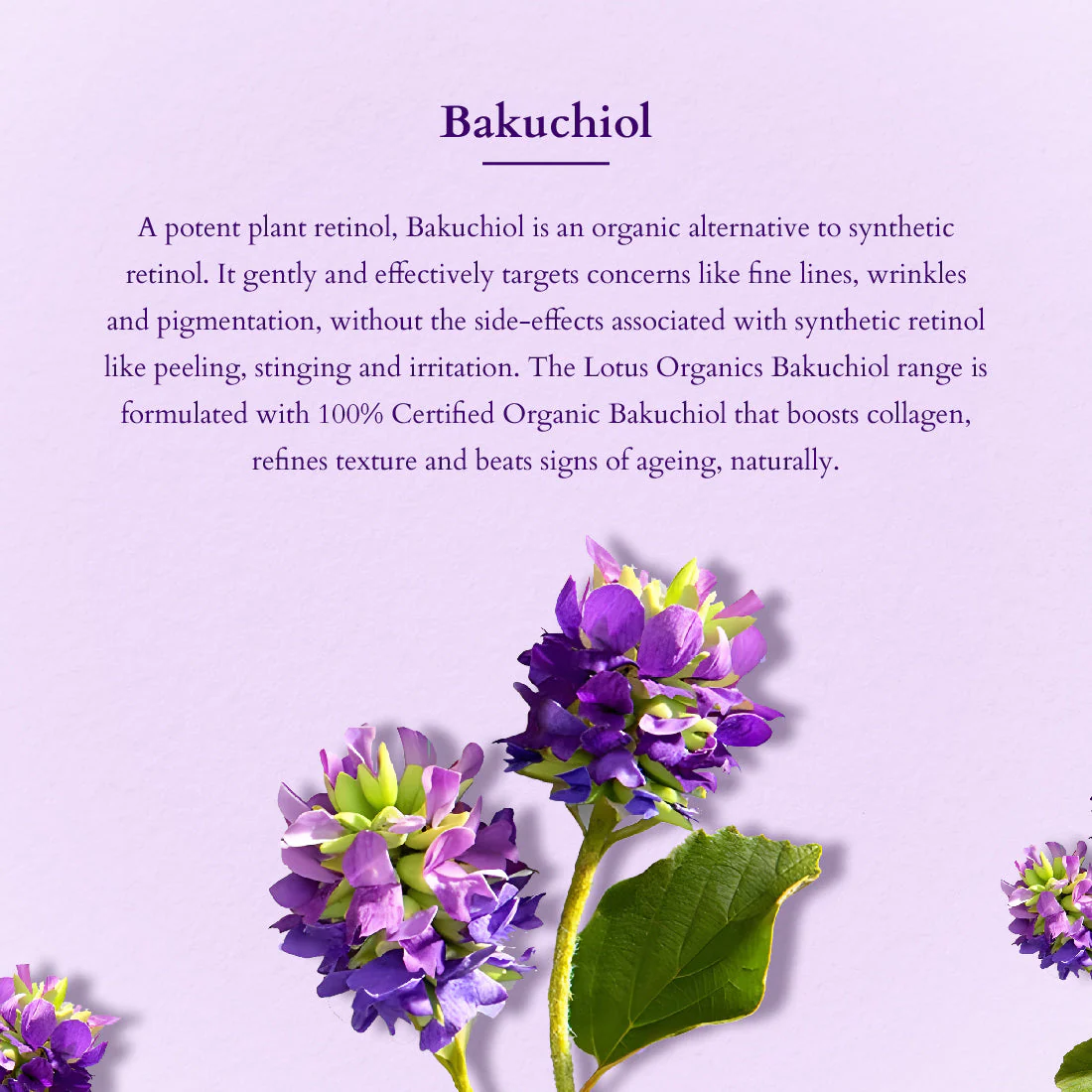 Bakuchiol Plant Retinol Radiance Essentials - Image 3