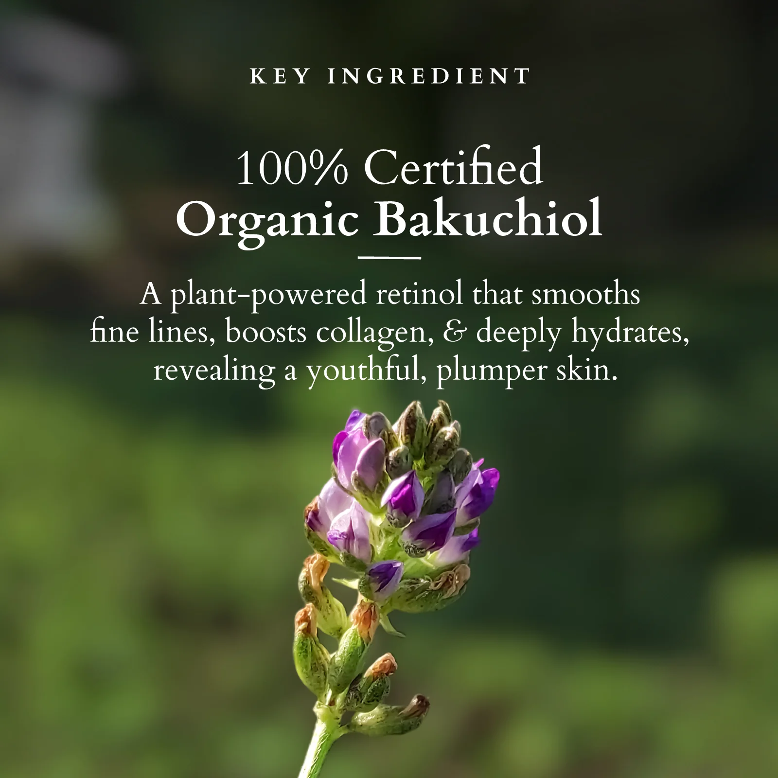 Bakuchiol Plant Retinol Super Serum - Image 3