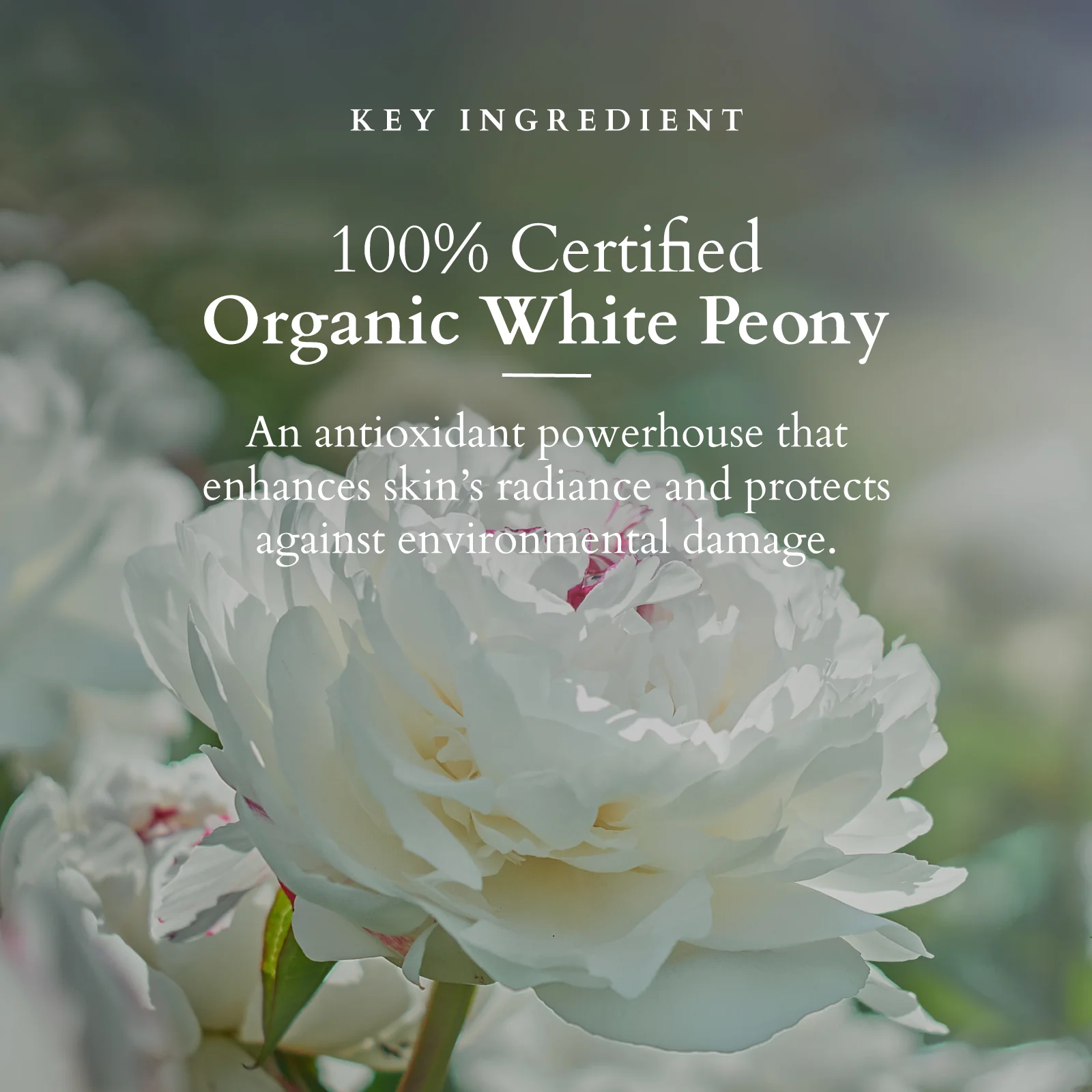 Organics+ Brightening De-Tan Face Pack - Image 4