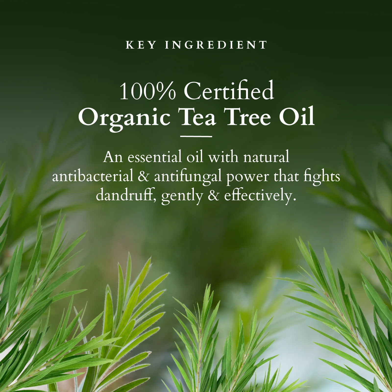 Organics+ Chemical-Free Anti-Dandruff Shampoo - Image 3