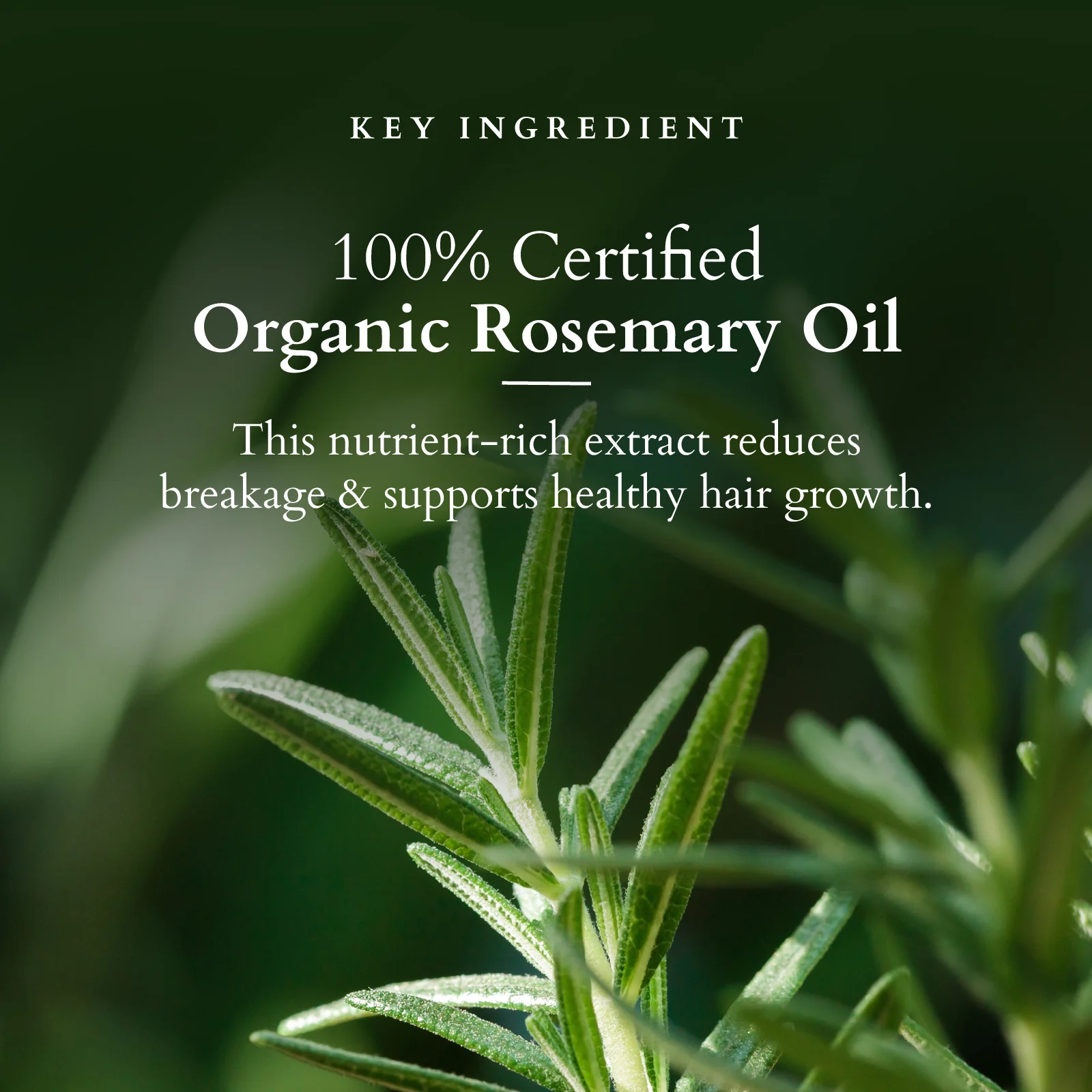 Organics+ Hair Fall Control Multi Herbs Oil - Image 3