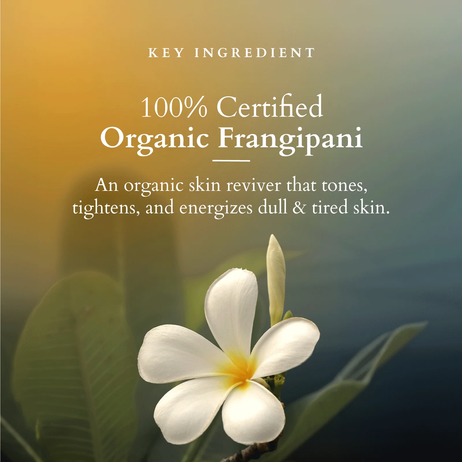 Organics+ Pristine Purifying Face Wash - Image 3
