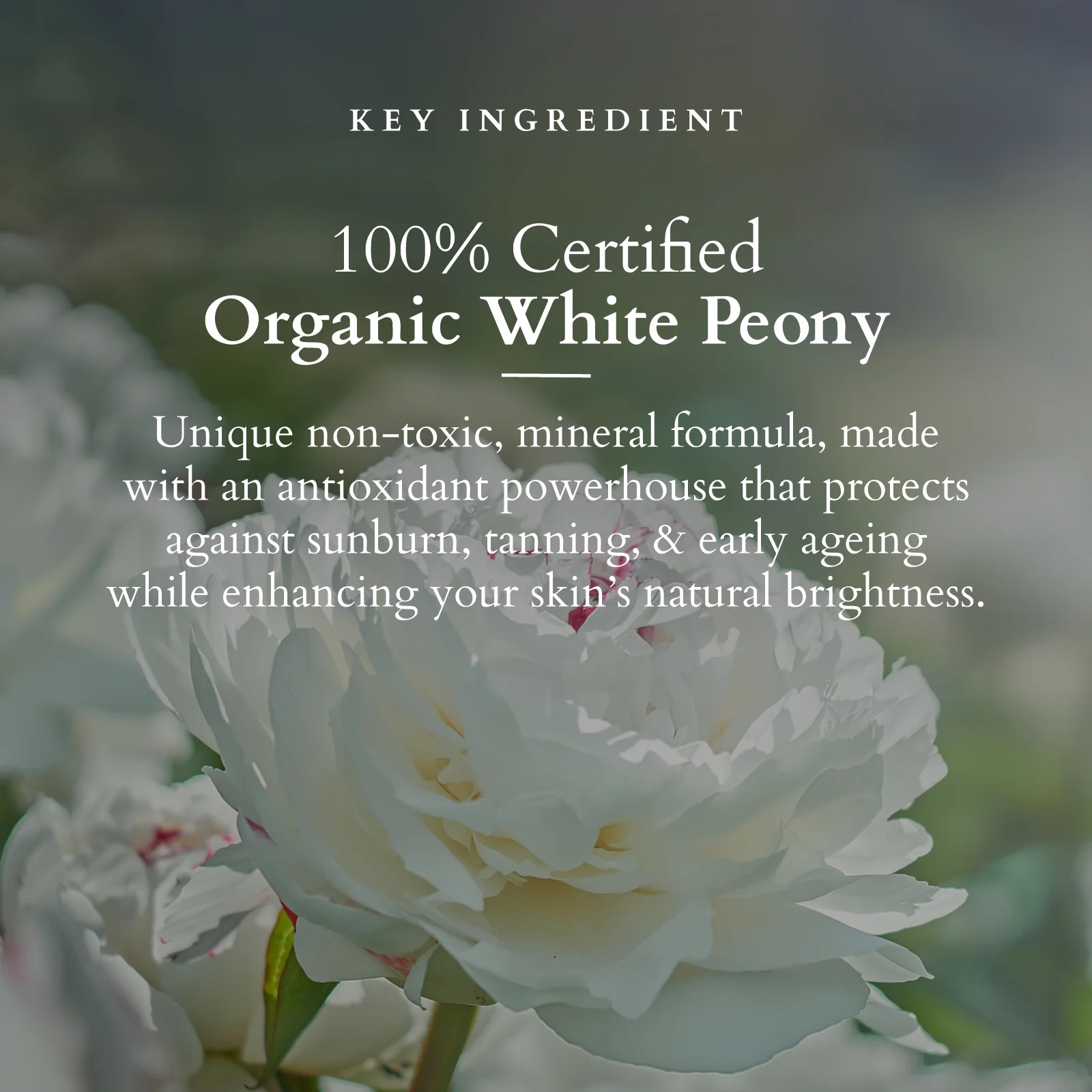 Organics+ Sheer Brightening Mineral Sunscreen SPF 50 PA+++ - Image 2
