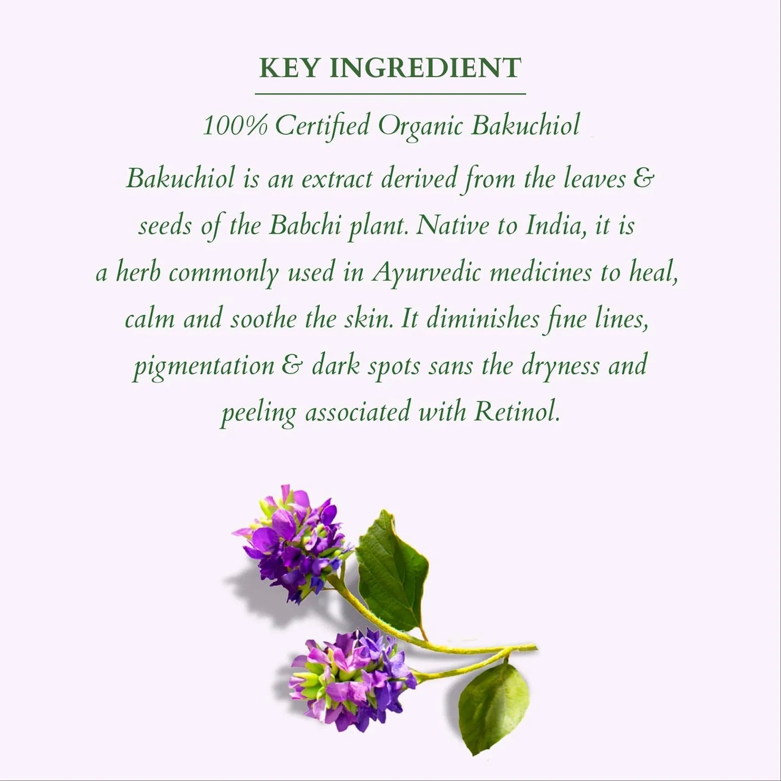 Organics+ Summer Bakuchiol Combo - Image 6